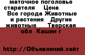 маточное поголовье старателя  › Цена ­ 2 300 - Все города Животные и растения » Другие животные   . Тверская обл.,Кашин г.